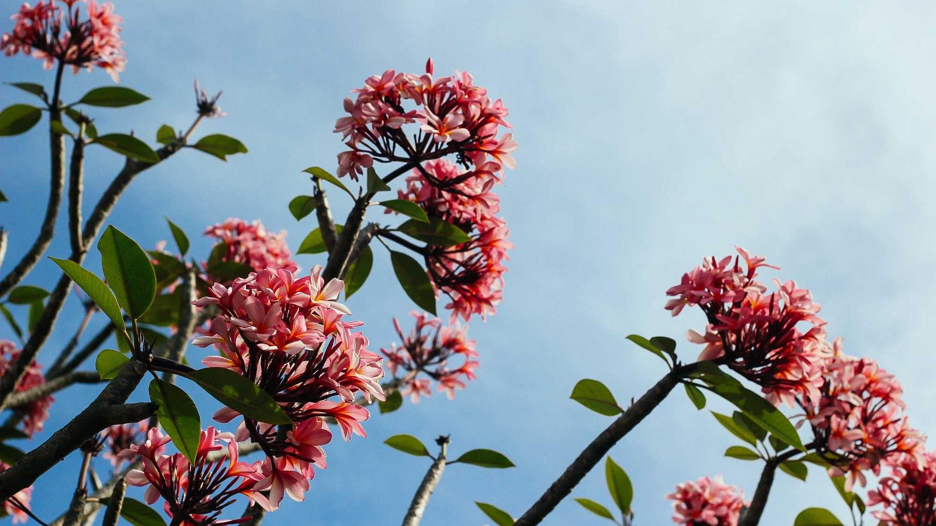 实验室作物研究背景图