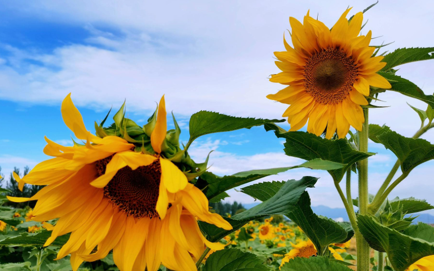 向日葵背景