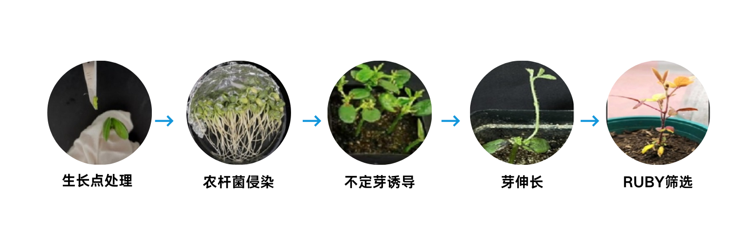 大豆幼胚转化流程图