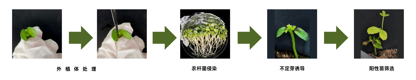 大豆遗传转化实验流程图